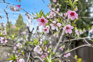 3203 Morro Bay Ave, Davis, CA 95616 - Photo 91