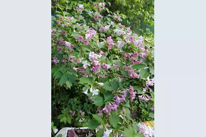 16560 Leafwood Court, Meadow Vista, CA 95722 - Photo 51