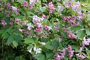 16560 Leafwood Ct, Meadow Vista, CA 95722 - Photo 51