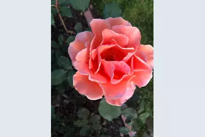 2890 Northrop Avenue, Sacramento, CA 95864 - Photo 51