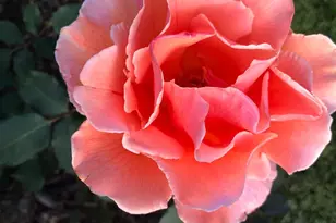 2890 Northrop Ave, Sacramento, CA 95864 - Photo 51