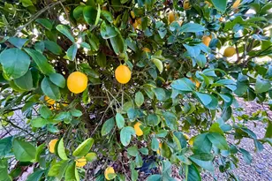 10747 Mt Vernon Rd, Auburn, CA 95603 - Photo 29