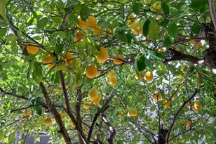 Grass Valley Hwy, Auburn, CA 95602 - Photo 33