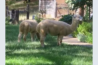 4460 Fawn Street, Shingle Springs, CA 95682 - Photo 57