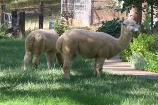 4460 Fawn St, Shingle Springs, CA 95682 - Photo 57