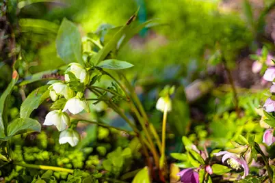 3680 Reflection Road, Shingle Springs, CA 95682 - Photo 29