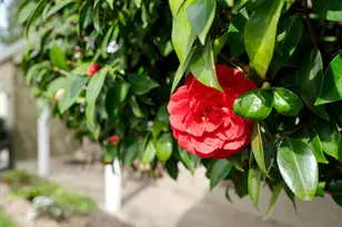 5325 Shepard Ave, Sacramento, CA 95819 - Photo 5