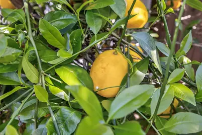 2115 Bearden Street, Davis, CA 95618 - Photo 73