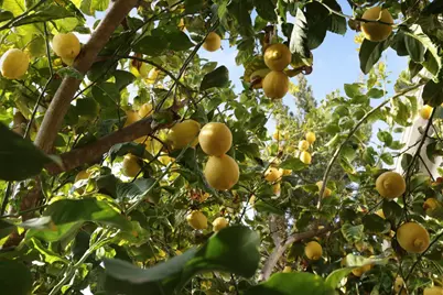 538 New Haven Drive, Tracy, CA 95377 - Photo 57