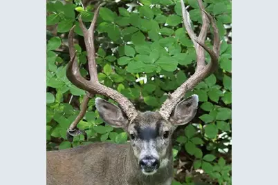 11306 Winding Way, Clipper Mills, CA 95930 - Photo 69