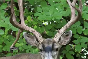 11306 Winding Way, Clipper Mills, CA 95930 - Photo 69