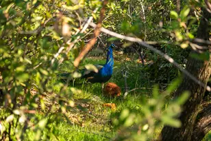 16175 Mackinaw Way, Grass Valley, CA 95949 - Photo 27