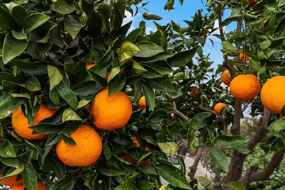 2720 Maple Grove Avenue, Manteca, CA 95336 - Photo 39