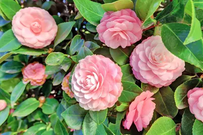 13207 Ridge Road, Grass Valley, CA 95945 - Photo 81