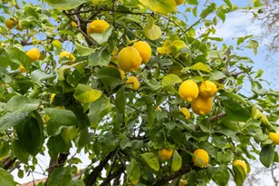 808 Reilly Ct, Roseville, CA 95747 - Photo 39