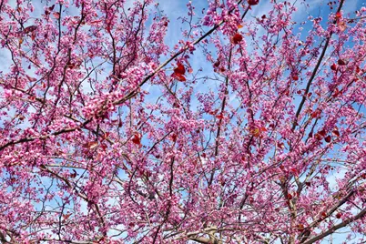 2439 Appleleaf Lane, Manteca, CA 95336 - Photo 43