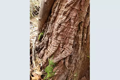 10012 La Porte, Challenge, CA 95925 - Photo 5