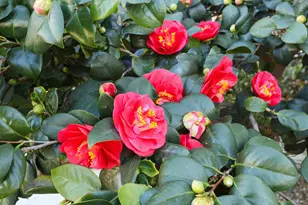 2816 Otto Dr, Stockton, CA 95209 - Photo 5