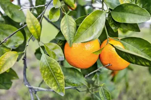 7998 Caceres Way, Sacramento, CA 95823 - Photo 51