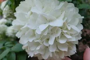 269 Montgomery Dr, Mokelumne Hill, CA 95245 - Photo 29