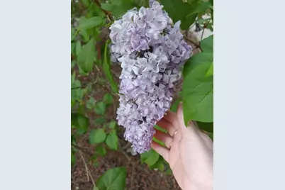 269 Montgomery Drive, Mokelumne Hill, CA 95245 - Photo 35