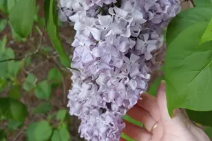 269 Montgomery Dr, Mokelumne Hill, CA 95245 - Photo 35