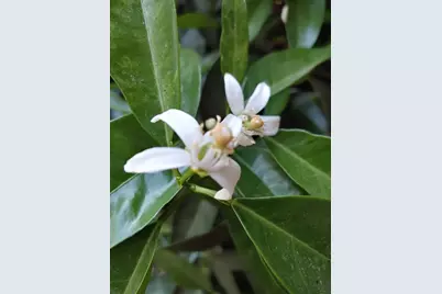 269 Montgomery Drive, Mokelumne Hill, CA 95245 - Photo 33