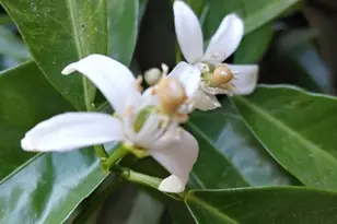 269 Montgomery Dr, Mokelumne Hill, CA 95245 - Photo 33