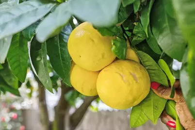 4550 Green Tree Drive, Sacramento, CA 95823 - Photo 39