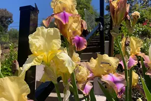 2367 Ponderosa Rd, Rescue, CA 95672 - Photo 53