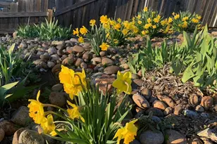 2367 Ponderosa Rd, Rescue, CA 95672 - Photo 49