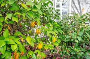 316 Sandstone Ct, Roseville, CA 95747 - Photo 63