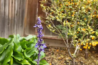 143 W Beverly Place, Tracy, CA 95376 - Photo 35