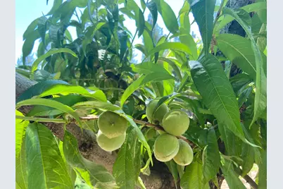 2640 Sky Ranch Lane, Camino, CA 95709 - Photo 9