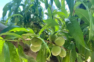 2640 Sky Ranch Ln, Camino, CA 95709 - Photo 9