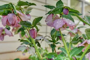 143 Scotia Pines Cir, Grass Valley, CA 95945 - Photo 49