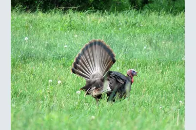 109 Wild Oat Court, Roseville, CA 95747 - Photo 63