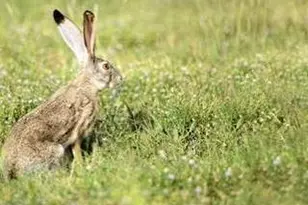 109 Wild Oat Ct, Roseville, CA 95747 - Photo 67