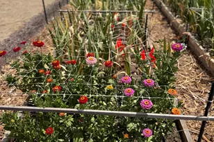 9173 Vervain Wy, Sacramento, CA 95829 - Photo 55