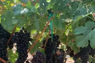 7714 Briarberry Way, El Dorado Hills, CA 95762 - Photo 31