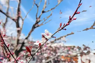 8356 Berman Walk Way, Citrus Heights, CA 95610 - Photo 47