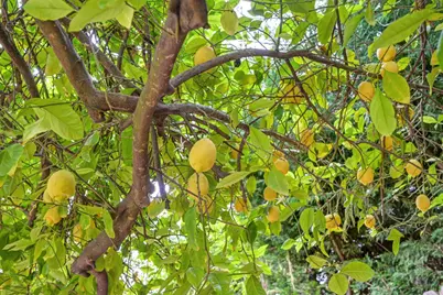 9177 Rizes Way, Elk Grove, CA 95758 - Photo 73