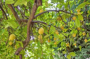 9177 Rizes Way, Elk Grove, CA 95758 - Photo 73