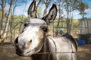 24090 Restive Way, Grass Valley, CA 95949 - Photo 75