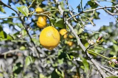 4312 Rosecreek Court, Sacramento, CA 95826 - Photo 29