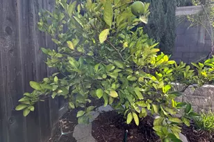 2209 Coryton Ln, Roseville, CA 95747 - Photo 23