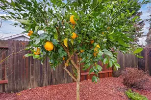 11572 Poker Flat Dr, Gold River, CA 95670 - Photo 53