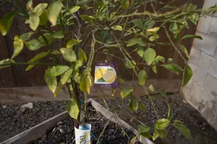 1576 E Warner, Fresno, CA 93710 - Photo 5