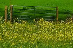 11315 Childs Ave, Le Grand, CA 95333 - Photo 19