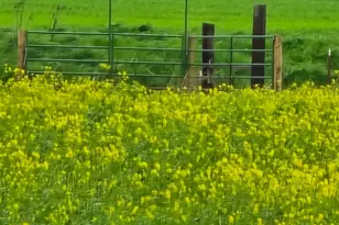 11315 Childs Ave, Le Grand, CA 95333 - Photo 17